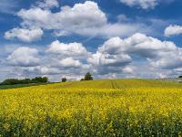 Rapsfeld und weißblauer Himmel - Hilpoltstein